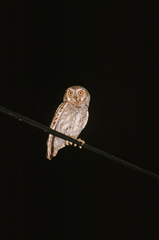 Micrathene whitneyi