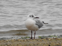 Chroicocephalus ridibundus