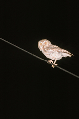 Micrathene whitneyi
