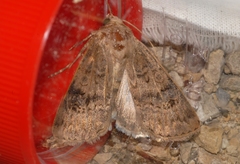 Agrotis bigramma