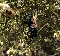 Pepsis limbata