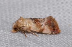 Neocochylis millierana