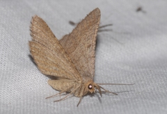 Isturgia murinaria