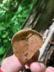 Peziza repanda image