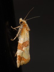 Phalonidia albipalpana