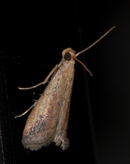 Metallostichodes nigrocyanella