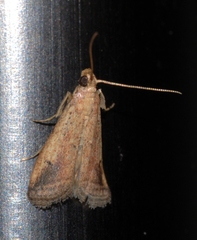 Metallostichodes nigrocyanella