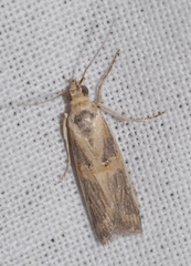 Psorosa dahliella