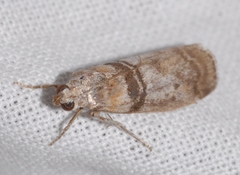 Sciota rhenella