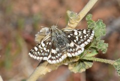 Pyrgus scriptura apertorum