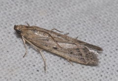 Phycitodes inquinatella