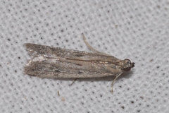 Phycitodes inquinatella