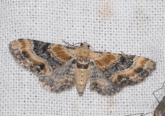 Eupithecia linariata
