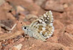 Pyrgus scriptura apertorum