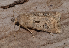 Agrotis bigramma