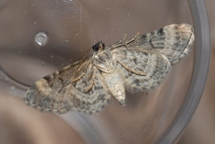 Eupithecia linariata