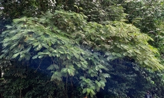 Pentaclethra macroloba