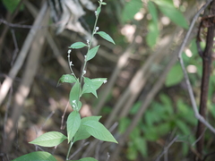 Ouret sanguinolenta