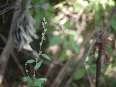 Ouret sanguinolenta