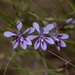 Autumn Painted Petals - Photo (c) Andre Harmse, some rights reserved (CC BY-NC), uploaded by Andre Harmse