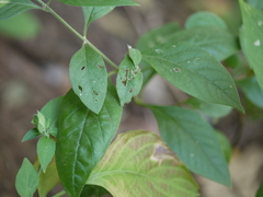 Ouret sanguinolenta