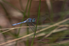 Orthetrum abbotti
