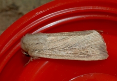 Mythimna congrua