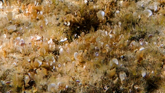 Padina pavonica