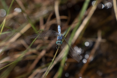 Orthetrum abbotti