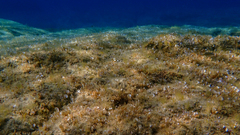 Padina pavonica