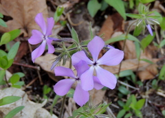 Phlox divaricata laphamii