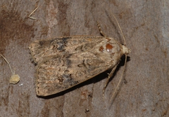 Agrotis bigramma