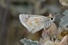 Pyrgus scriptura apertorum