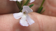 Westringia tenuicaulis