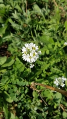 Berteroa incana