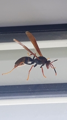 Polistes cavapytiformis