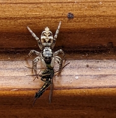 Diptera