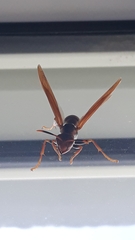 Polistes cavapytiformis