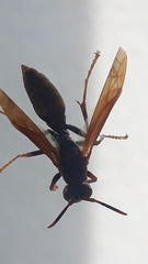 Polistes cavapytiformis