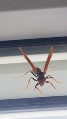 Polistes cavapytiformis