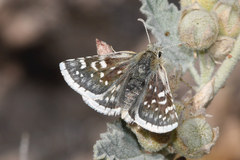 Pyrgus scriptura apertorum