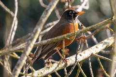 Turdus migratorius