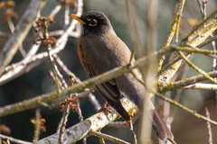 Turdus migratorius