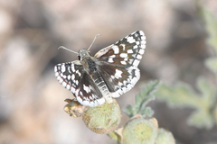 Pyrgus scriptura apertorum