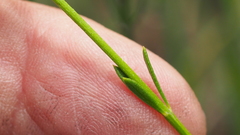 Westringia tenuicaulis