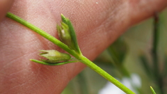Westringia tenuicaulis