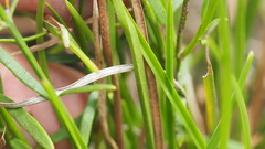 Westringia tenuicaulis