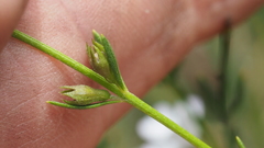 Westringia tenuicaulis