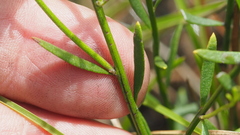 Westringia tenuicaulis