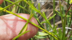 Westringia tenuicaulis